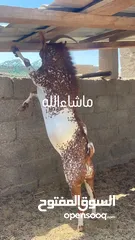  1 فحل صلالي فول سمنه ماشاءالله وذبايح