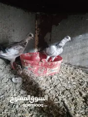  15 متاح جواز و حبات فلت موجودات طبربور سعرهن كويس