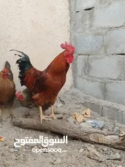  1 دجاج عربيات