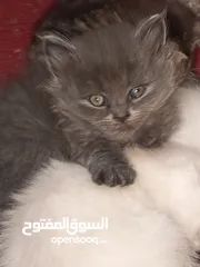  12 القطط الصغيره عمرهااا 2 شهرين ..القطط الكبيره عمرها 8شهور .. القط الاحمر سنه و3شهور