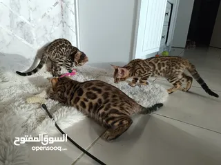  11 Bengal kittens