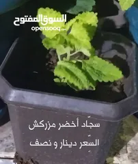  21 نباتات زينة و أشجار للبيغ