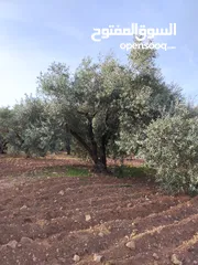  7 مزرعة زيتون ملوكية اطلالة ع الغرب و جبال فلسطين ع ثلاث شوراع قرب شارع الستين ثغرة السلطان