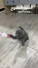  2 Scottish fold