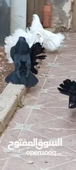  4 حمام هزاز للبيع