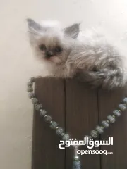  1 قطه هملايا عمرها 45يوم