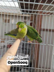  3 للبيع زوج بارتوليت حجم وصحه ممتازه