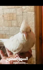  1 عصفور كوكتيل غزة الشمال