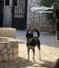  2 كلب هاسكي سايبيري