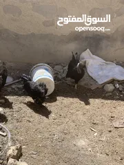  22 ديوك لمبرجيني و صيصان صحة و نظافة  بلدي للبيع