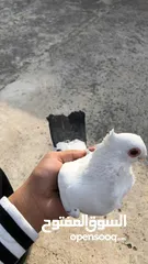  1 حمام للبيع