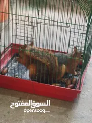  15 حاجات حلوه