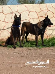  11 متاح جراء بلجم مالينو درايف عالي