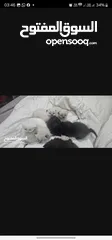  6 Adorable British Shorthair Kittens Looking for Their Forever Homes – Ready to Join Your Family