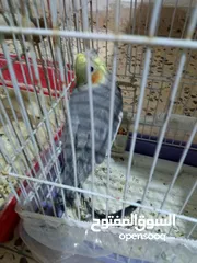  2 عصفير كوكتيل