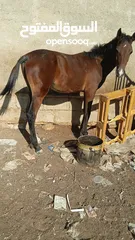  1 مهر نخب اول