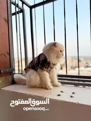  5 قط سكوتش فولد مميز منزلي اليف وسعره مناسب خالي من اي امراض او مشاكل صحية