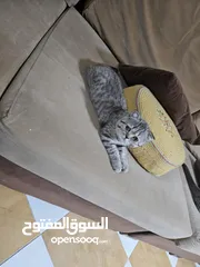  1 قطة سكوتش ستريت