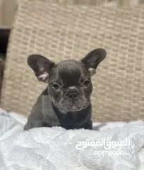  2 Cute French Bulldog puppies for sale