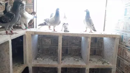  8 طيور حمام للبيع