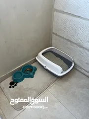  5 هملايا وايت عمر 4 اشهر مع جميع اغراضها