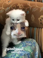  1 قطط ذكر للبيع