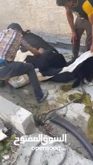  4 لحام جزار متنقل لذبح جميع انواع الاضاحي سارع بلحجز