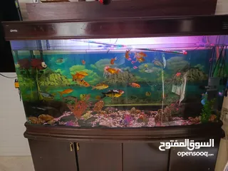  5 حوض سمك امريكي معدل حجم كبير