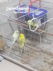  10 طيور بادجي طيور اليفه و صغيره للبيع Birds Badji pets and small birds for sale