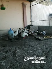  5 بط محلي أزواج