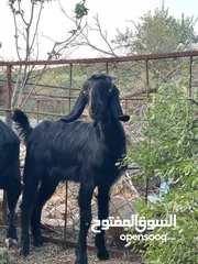  3 ما شاء اللة صخله للبيع عمرها خمس شهور ونص