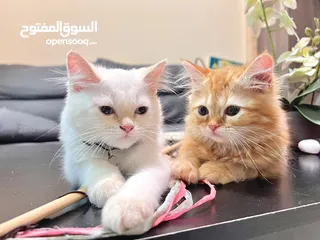  18 Cute Persian kittens