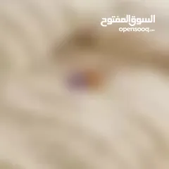  15 الأفخم والأجمل لشتاء 2026 وصل ياصبايا خامه فاخره.. جوده عاليه.. ودفا مابعده دفا