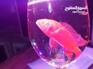  4 حوض وسمك للبيع