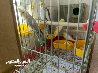  3 جواز كوكتيل للبيع
