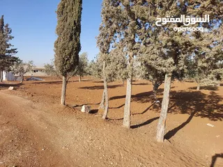  12 مادبا ماعين ارض زراعية مميزة عليها مزرعة زيتون جاهزة واصل جميع الخدمات مساحتها 4500 م