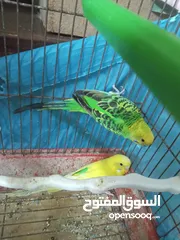  9 طيور للبيع النوع طيور الحب الأسترالي سعر الطائر الواحد 5 دنانير