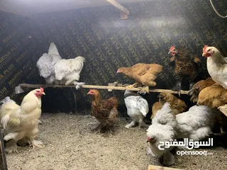  5 بيض بلدي منزلي -eggs for htching - fresh eggs  Barahma/ local eggs for hatching