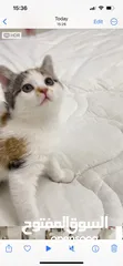  1 قطط للتبني