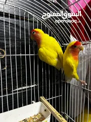  1 جوز روز لاتينو عين حمرة قابل للبدل تحتهم اربع بيضات مع قفص جديد وكوخ كبير جديد موجودات بالهاشمية