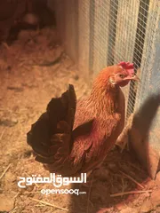  5 متاح طبقة بيض اقره الوصف