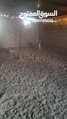  1 غزلان للبيع