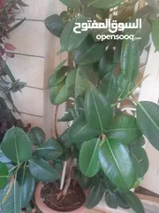 8 زريعه زينه للبيع