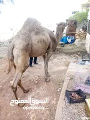  3 جمل ضحيه للبيع  ما شاء الله