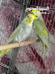  7 جواز حب مشكله
