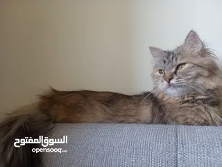  2 قطه للتبني