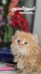  12 شركة توصيل قطط