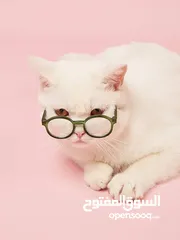  17 نظارات قطه او كلب بيبي شمسيه او قراءه تناسب جميع الانواع قطة  سكوتش انغوارا  شيرازي و لكل الاعمار لا