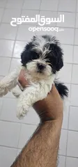  3 Male Shih Tzu puppy