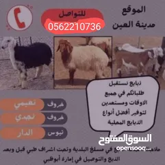  2 ذبايع خرفان نعمي تيوس الدار